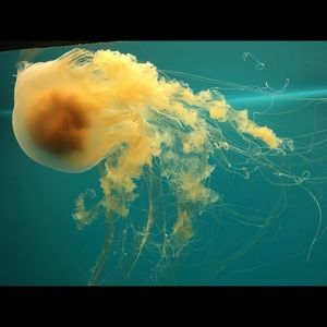 Meet your Posher, Anya